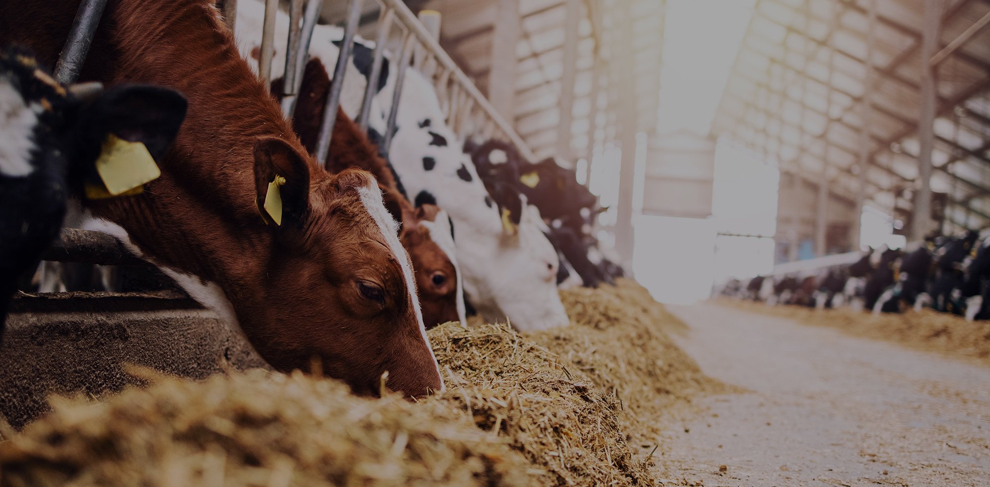 受け継ぐ技術、変わらぬ想い。 ― 日本初の削蹄企業として、牛と牧場の未来を守り続ける ―