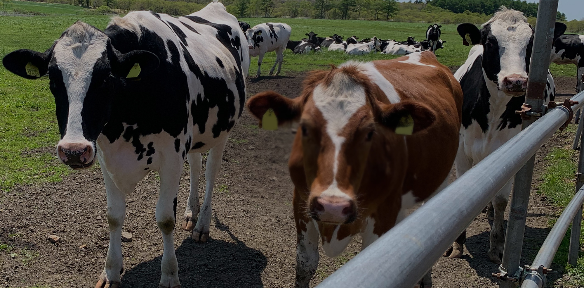 受け継ぐ技術、変わらぬ想い。 ― 日本初の削蹄企業として、牛と牧場の未来を守り続ける ―